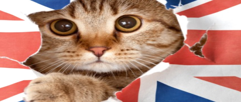 Відкрито набір на новий семестр в The Language Academy