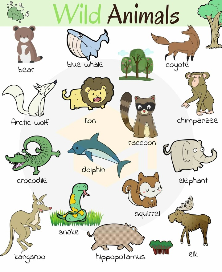 дикие животные на английском языке - 2