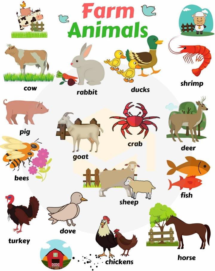 домашние животные на английском
